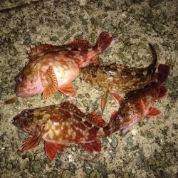 風が強い日は手堅くガシラ狙い